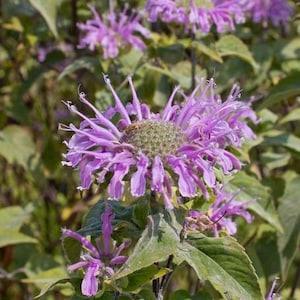 Fragrant Wild BERGAMOT BEE BALM 150 Seeds edible tea medicinal herb Bees Birds Pollinators love it Monarda fistulosa *combined shipping *