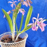 Blc maikai louise  in bloom mounted in basket fragrant orchid