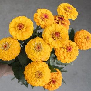 Dahlia Golden Honey ZINNIA SEEDS cut flower bouquet Dizzy Bees Urban Garden *combined shipping*