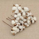 10x Natural Cotton Dried Flowers Heads Branch DIY Craft Wedding Party Decoration