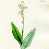 Sowerby Original Antique 1840 Hand coloured Engraving   Vintage Botanical Print from English Botany   Orchid print   Liparis   1222