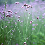 Verbena Bonariensis ¡§C Purple Top Verbena - Annual Flower Seed - 50 Seeds