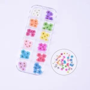 60PCS Real Pressed Daffodil flowers collection, 12 colors for craft FCD504#2