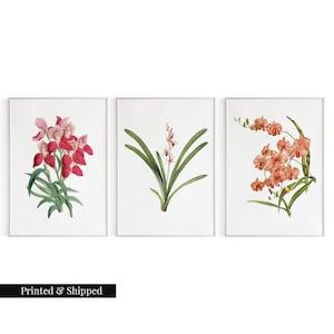 Vintage Orchid Flower Wall Art Prints Set of 3 / Botanical Floral Wall Art Decor / Minimal Aesthetic Prints / Great Gift Idea / FL35