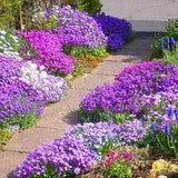 Cascading ROCK CRESS AUBRIETA Mix Hanging Trailing Aubrieta Hardy Perennial 30 Seeds