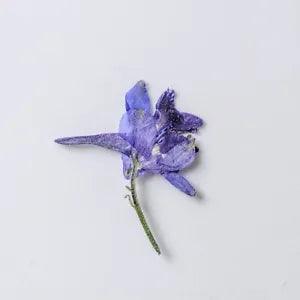12PCS Real Pressed Dry mini Flower purple Flower Head for art candle craft FSS44