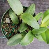 Orchid Cattleya Ctt. Schoenbrunensis Discounted Price