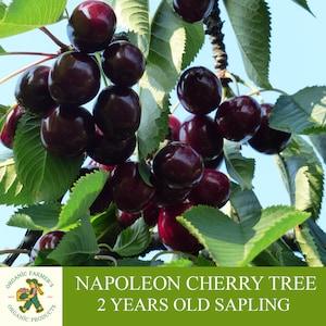 Napoleon Cherry Tree, Grafted Ready To Plant, With Tuberous Soil, 2 Years Old Abundant Fruit Napoleon Cherry Tree for Pot and Garden
