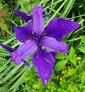 ALL PURPLE FLOWER SIBERIAN IRIS PERENNIAL PLANT STEM