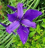 ALL PURPLE FLOWER SIBERIAN IRIS PERENNIAL PLANT STEM