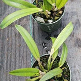 Orchid Cattleya Orpetii x Brazilian Angel Discounted Price