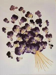 Superb Pressed Purple Pansies Framed Handmade Herbarium Framed Pansies