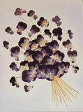 Superb Pressed Purple Pansies Framed Handmade Herbarium Framed Pansies