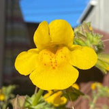 Seep Monkeyflower | Erythranthe guttata seeds