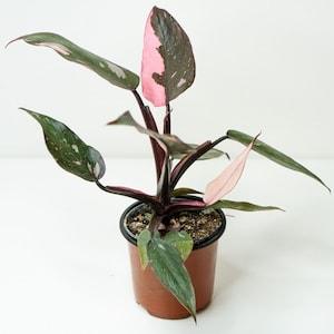 Variegated rare plant Philodendron Pink Princess in 4 inch nursery pot