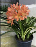 Mature Variegated Pinkish Orange Clivia Lily Houseplant. Don??t Miss Winter Bloom