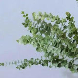 10X Air-dried Flower Eucalyptus Stems Branches Leaves X8G3 DIY New Bouquet J7L0