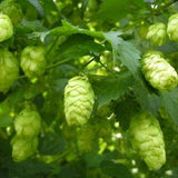 ORGANIC HOPS Humulus Lupulus Hop Vine 5 Seeds