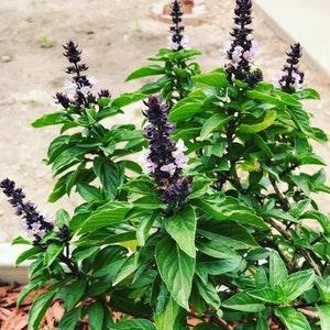 Thai Basil "Siam Queen" Seeds | 50+ seeds | Heirloom Thai Basil | Organic