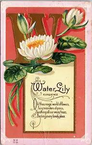 Vintage Floral Greeting Postcard - Embossed Water Lily - Gold Foil