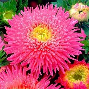 China Aster Tall Princess Connie Pink Yellow Flowers 1g - 200 NON GMO Seeds - Callistephus Chinensis