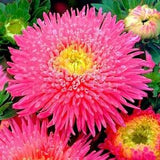 China Aster Tall Princess Connie Pink Yellow Flowers 1g - 200 NON GMO Seeds - Callistephus Chinensis
