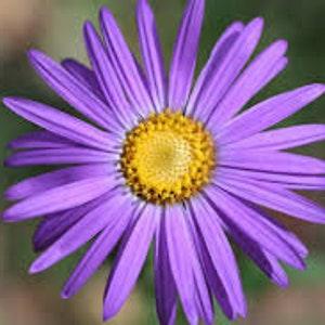 Purple ASTERS SEEDS  Douglas aster New English aster attracts Butterflies Bees Birds cut flower bouquet florist from Dizzy Bees Urban garden