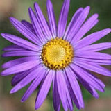 Purple ASTERS SEEDS  Douglas aster New English aster attracts Butterflies Bees Birds cut flower bouquet florist from Dizzy Bees Urban garden