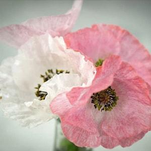 50+ seeds / Mother of Pearl Poppy Seeds / Papaver rhoeas / Shirley Poppy Seeds / Delicate Lovely Flower / Cottage Garden Flower / (#S11B)