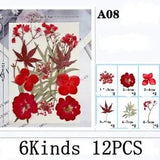 12PCS Real Pressed Dry Flower collection, red Flowers leaves as picture FHT505