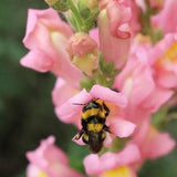 PINK SNAPDRAGON Flower SEEDS - Tall Stems Perfect for Fresh Cut Flower Arrangement Crafts Fresh from the Garden - Cut Flower Garden Seeds