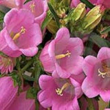 50 Pcs  Rose-Pink Canterbury Bells Flower Seeds- Cup and Saucer Rose Flower Seeds- Campanula Medium-Biennial Beauty/ FL454