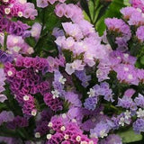 Statice Patel mix Flower seed 50
