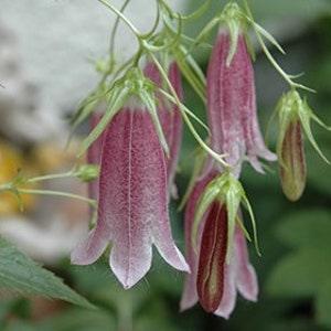 NEW! 25 Spotted Bellflower Seeds, Campanula Punctata CM4225