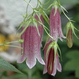 NEW! 25 Spotted Bellflower Seeds, Campanula Punctata CM4225