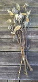 10+ Milkweed Stems with Pods (box 201)