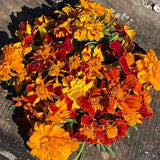 Marigold seeds flower yellow orange red variegated cream medicinal herb edible long blooms