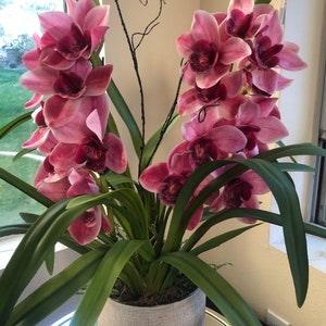 Cymbidium Orchid real touch Arrangement Pink