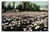 Floral Field of Calla Lilies 1910 DB Postcard P21