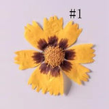 12PCS real Pressed dry Daisy Flower, yellow colors flower for art craft FSS10