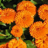 Ball's Orange - Calendula Flower Seeds - Open-Pollinated for Seed Saving - Non-Hybrid & Non-GMO - Heirloom Canada Flower Seeds