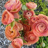 Ranunculus Romance? 