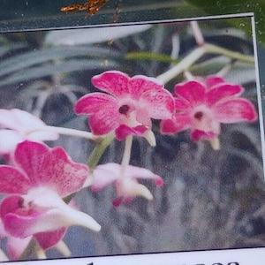 Orchid Vanda Aer lawrencea x V brunea Hanging Plants