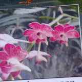 Orchid Vanda Aer lawrencea x V brunea Hanging Plants