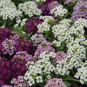 MIX SWEET ALYSSUM Fragrant Ground Cover, Pink White Purple Rose, 20 Seeds