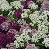 MIX SWEET ALYSSUM Fragrant Ground Cover, Pink White Purple Rose, 20 Seeds