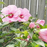 Mystery Pink/White Hardy Hibiscus or Rose Mallow Southern Belle Seeds- Beautiful Perennial Blooms