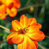 20 Bright Lights Cosmos Seeds/ Cosmos bipinnatus / English Garden / Wildflowers /  Wedding Bouquet Flowers / Cut Flowers / Cottage Flowers