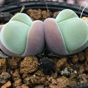 Gibbaeum Species Mix Mesemb Seeds | Mixed Succulent Seeds