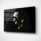 White Orchid Blossom Wall Art, Glass Minimalist Floral Bedroom Decor, Blooming Flower Buds Print, Spa Salon Decoration